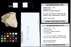 Foto (Objekt + Etiketten) von Goniodromites sp. 